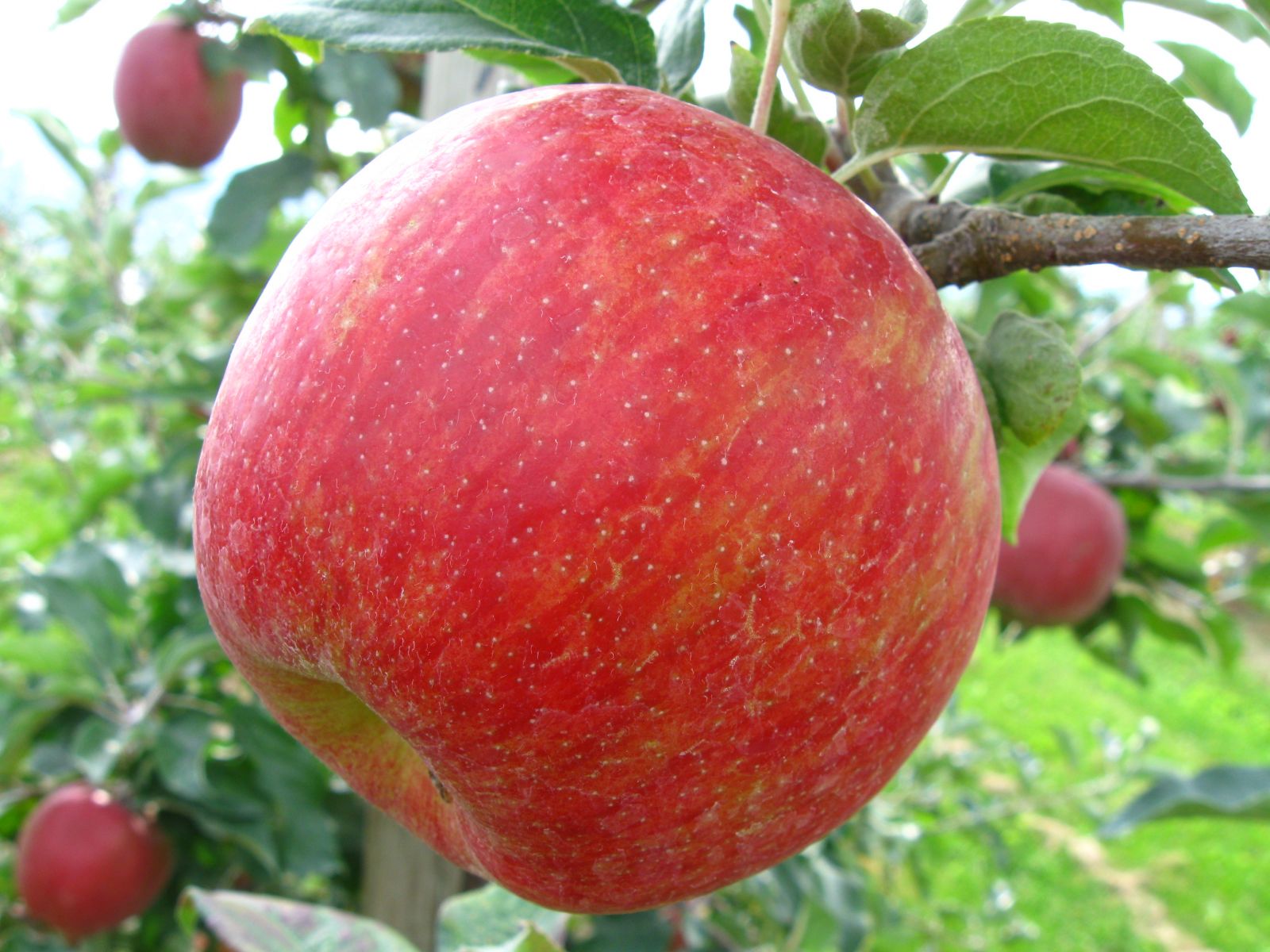 Apple Varieties BC Tree Fruit Production Guide
